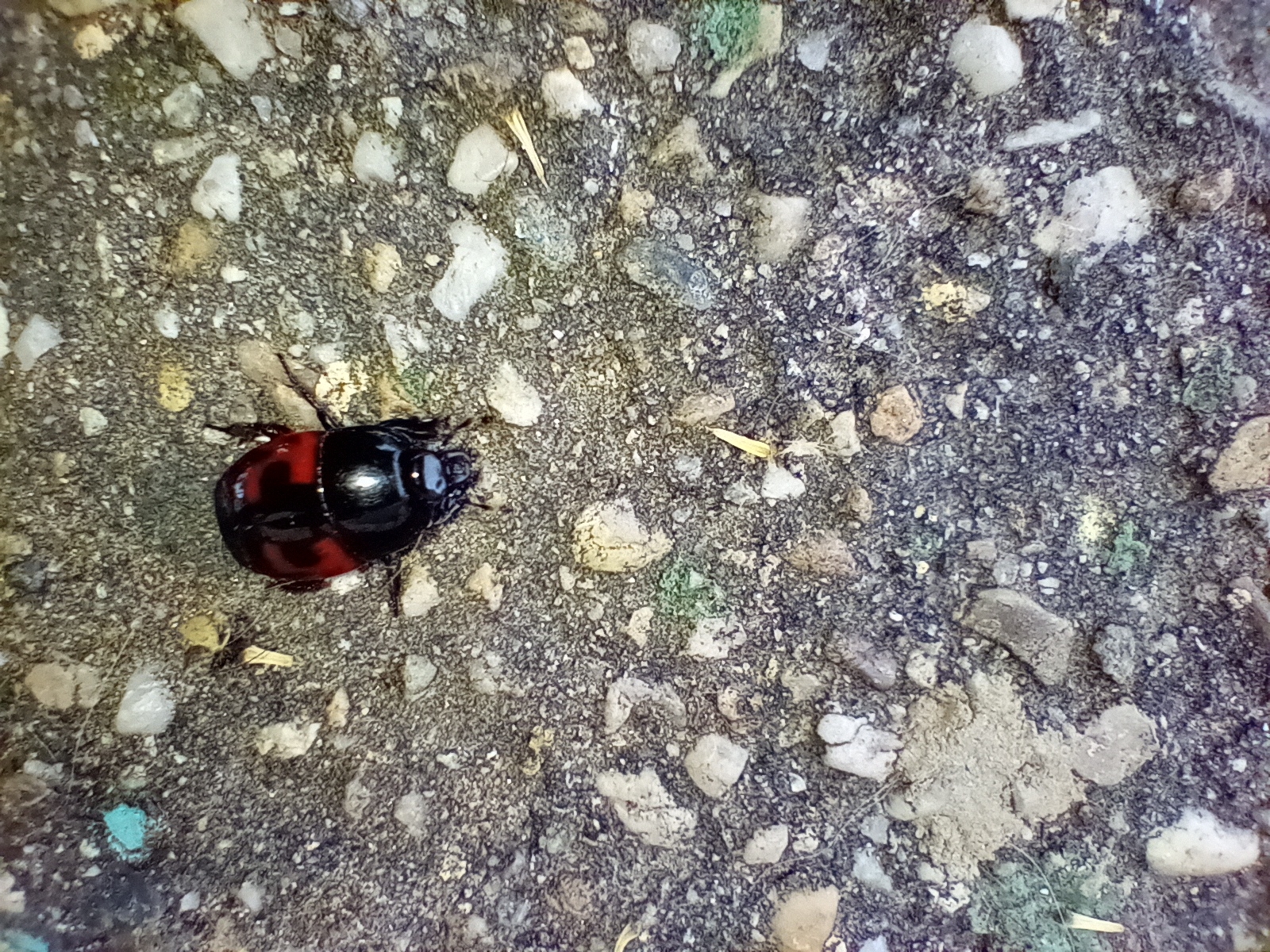 Histeridae