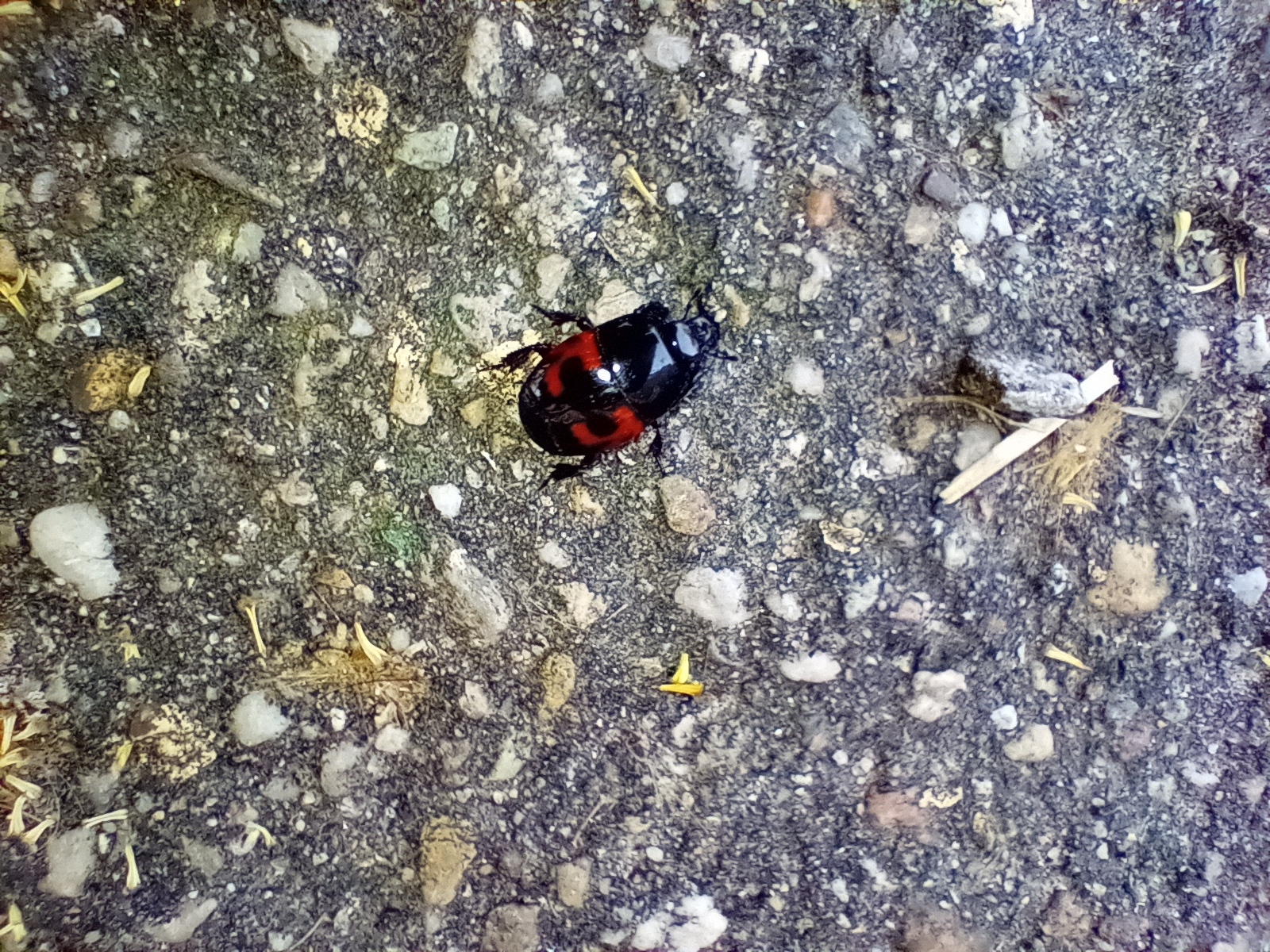 Histeridae