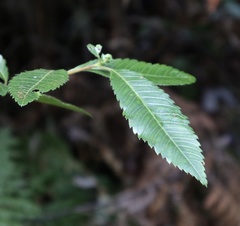 Caldcluvia paniculata