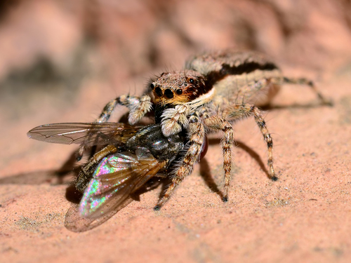 Gray Wall Jumping Spider, photo 2 of 10
