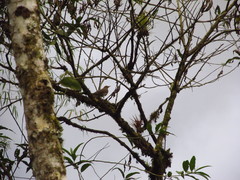 Turdus maculirostris