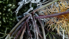Anisotome brevistylis