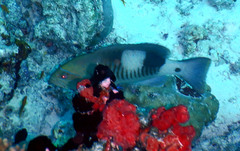 Gracila albomarginata