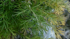 Anisotome brevistylis