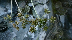 Anisotome brevistylis