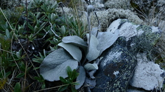 Brachyglottis haastii