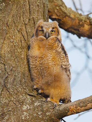 Great Horned Owl photographed in Illinois