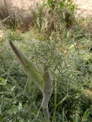 Giant Fennel (Ferula communis)