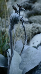 Brachyglottis haastii