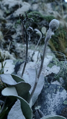 Brachyglottis haastii