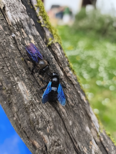 Violet Carpenter Bee, photo 8 of 10