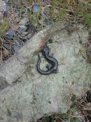 Aneides klamathensis