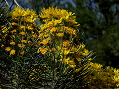 Euryops tenuissimus