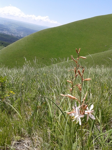 Thin Asphodeline (Asphodeline tenuior)
