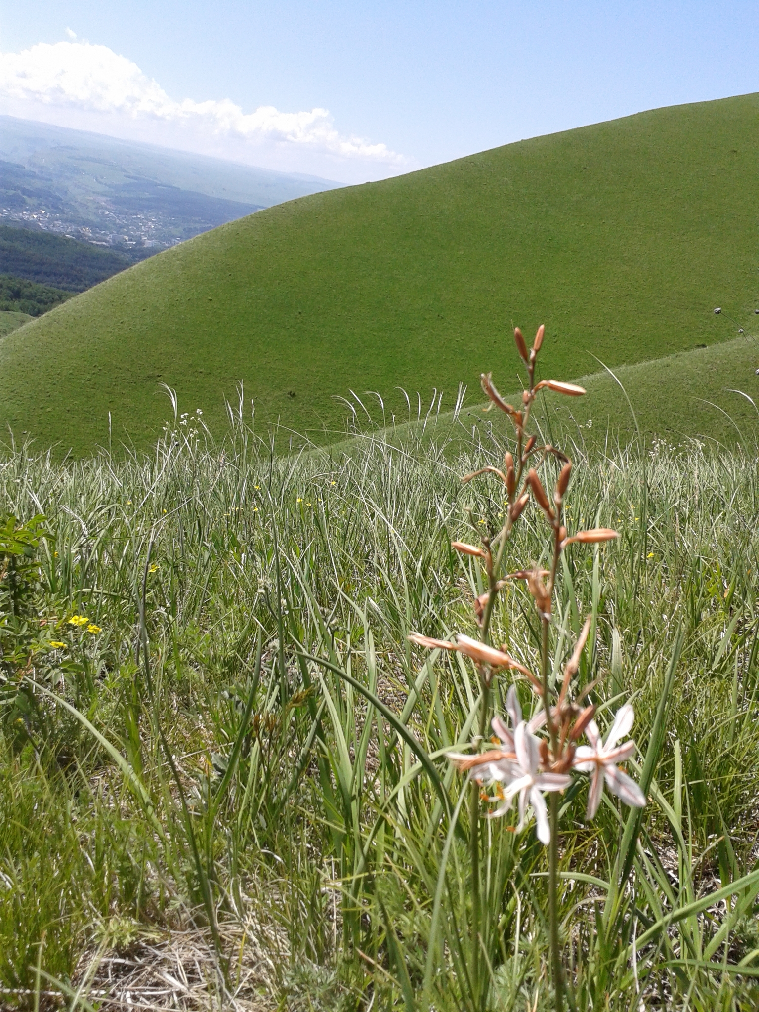 Thin Asphodeline (Asphodeline tenuior)