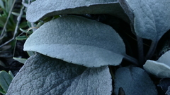 Brachyglottis haastii