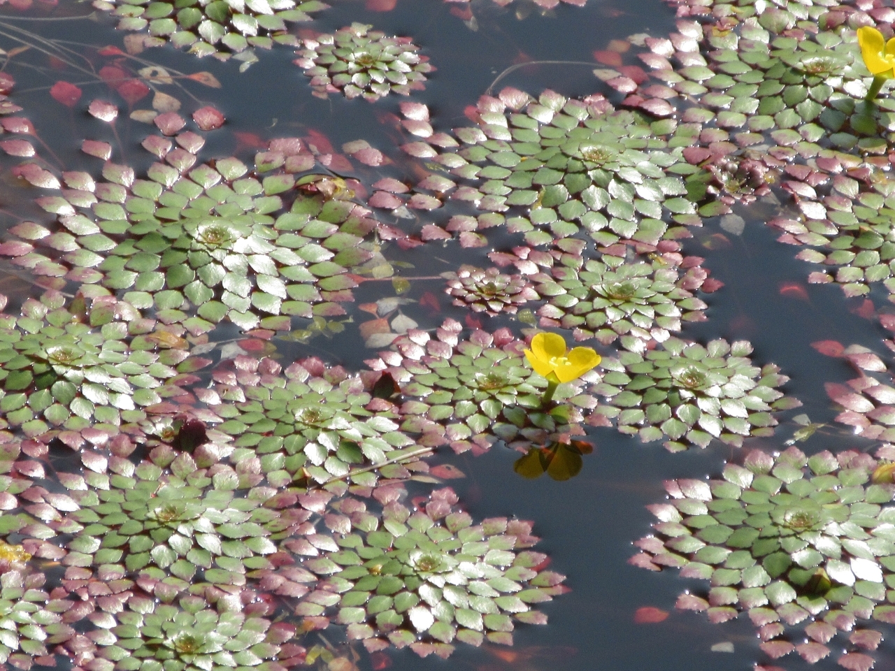 Ludwigia sedioides — ảnh 2