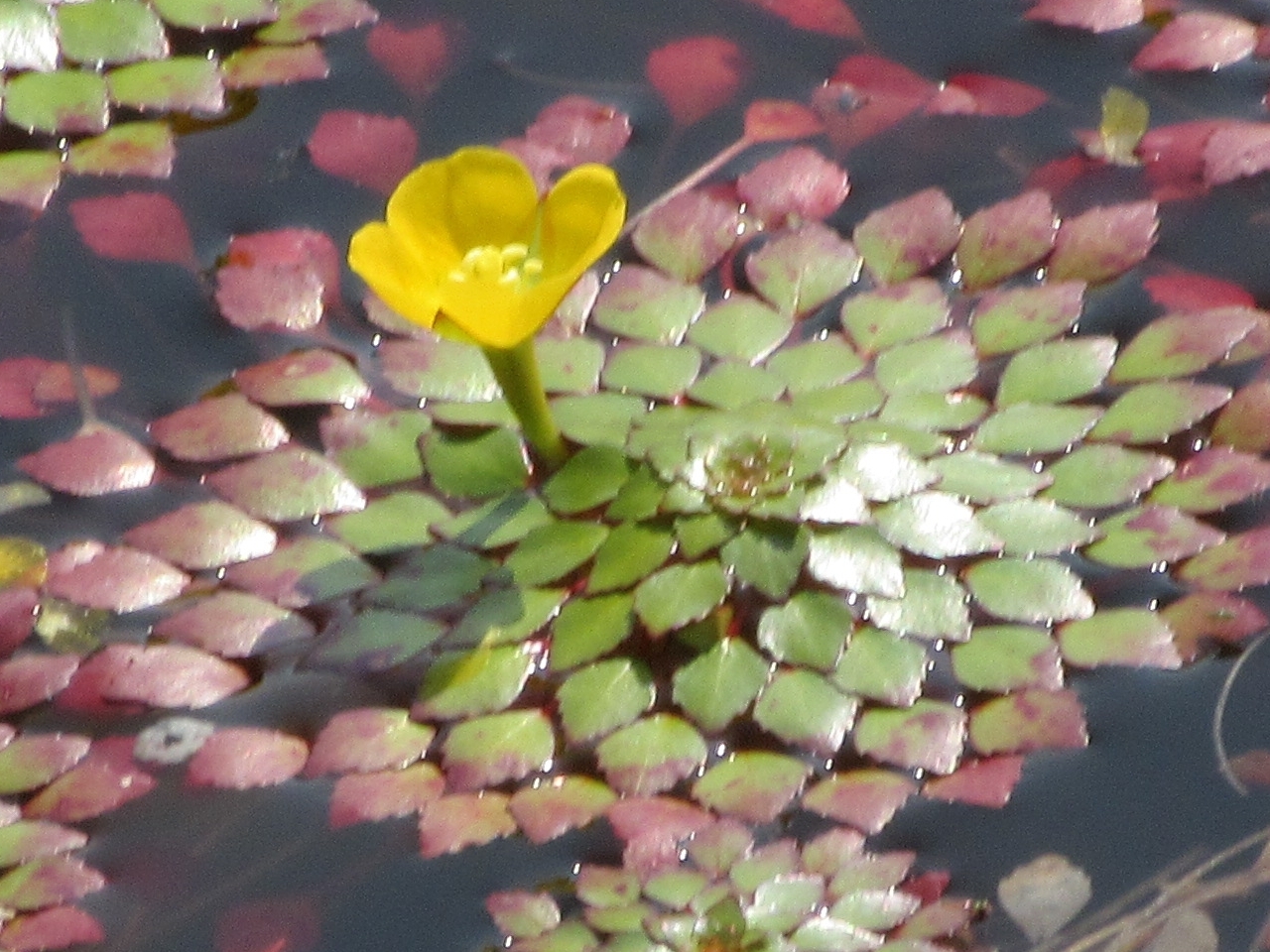 Ludwigia sedioides (Ludwigia sedioides)