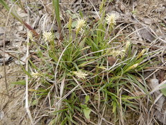Carex microdonta