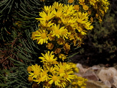 Euryops tenuissimus