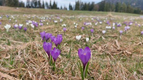 Crocus vernus