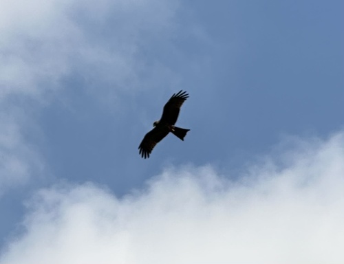 Black Kite