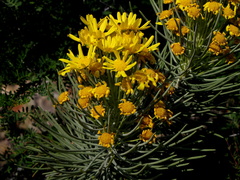 Euryops tenuissimus