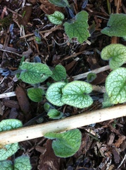 Brunnera macrophylla