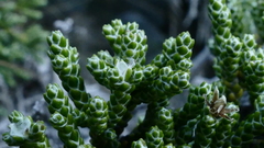 Helichrysum intermedium