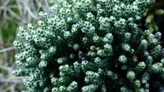 Helichrysum intermedium