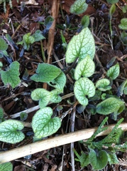 Brunnera macrophylla