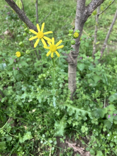Eastern Groundsel (Senecio vernalis)