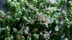 Helichrysum intermedium