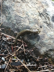 Aneides klamathensis