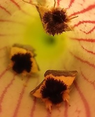 Exyra semicrocea