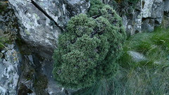 Helichrysum intermedium