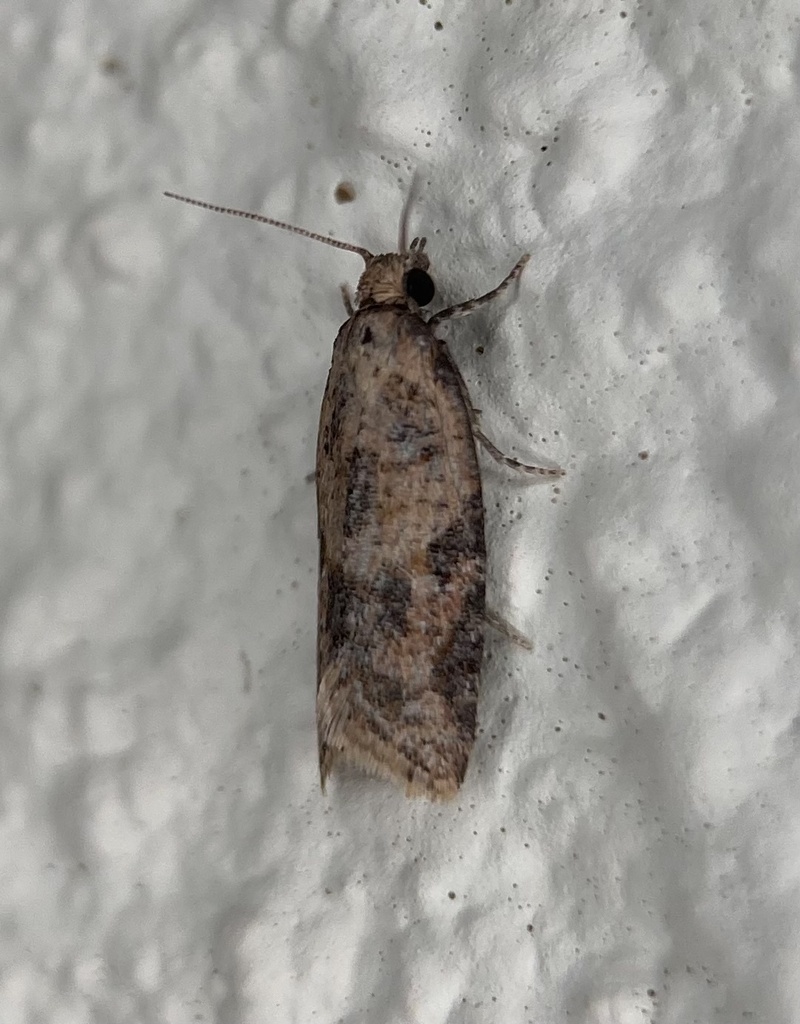 Archipini from Tarawi Nature Reserve, Scotia, NSW, AU on April 1, 2026 ...