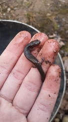 Plethodon cinereus