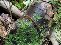 Scolopocryptops spinicaudus