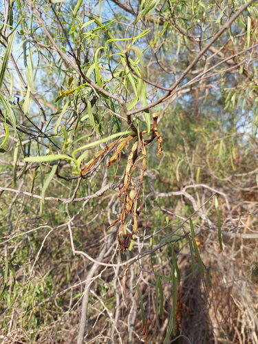 Wilga Jointed Mistletoe (Korthalsella rubra)