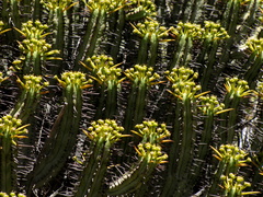 Euphorbia heptagona