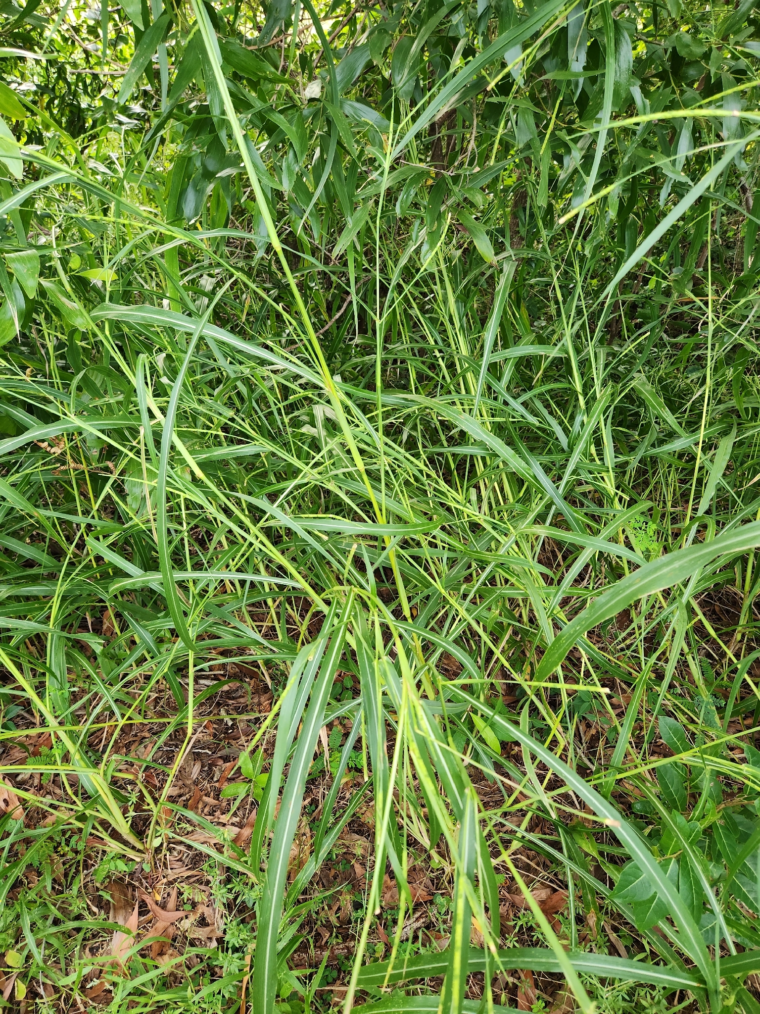 Imagem de Rottboellia cochinchinensis