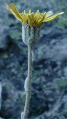 Brachyglottis haastii