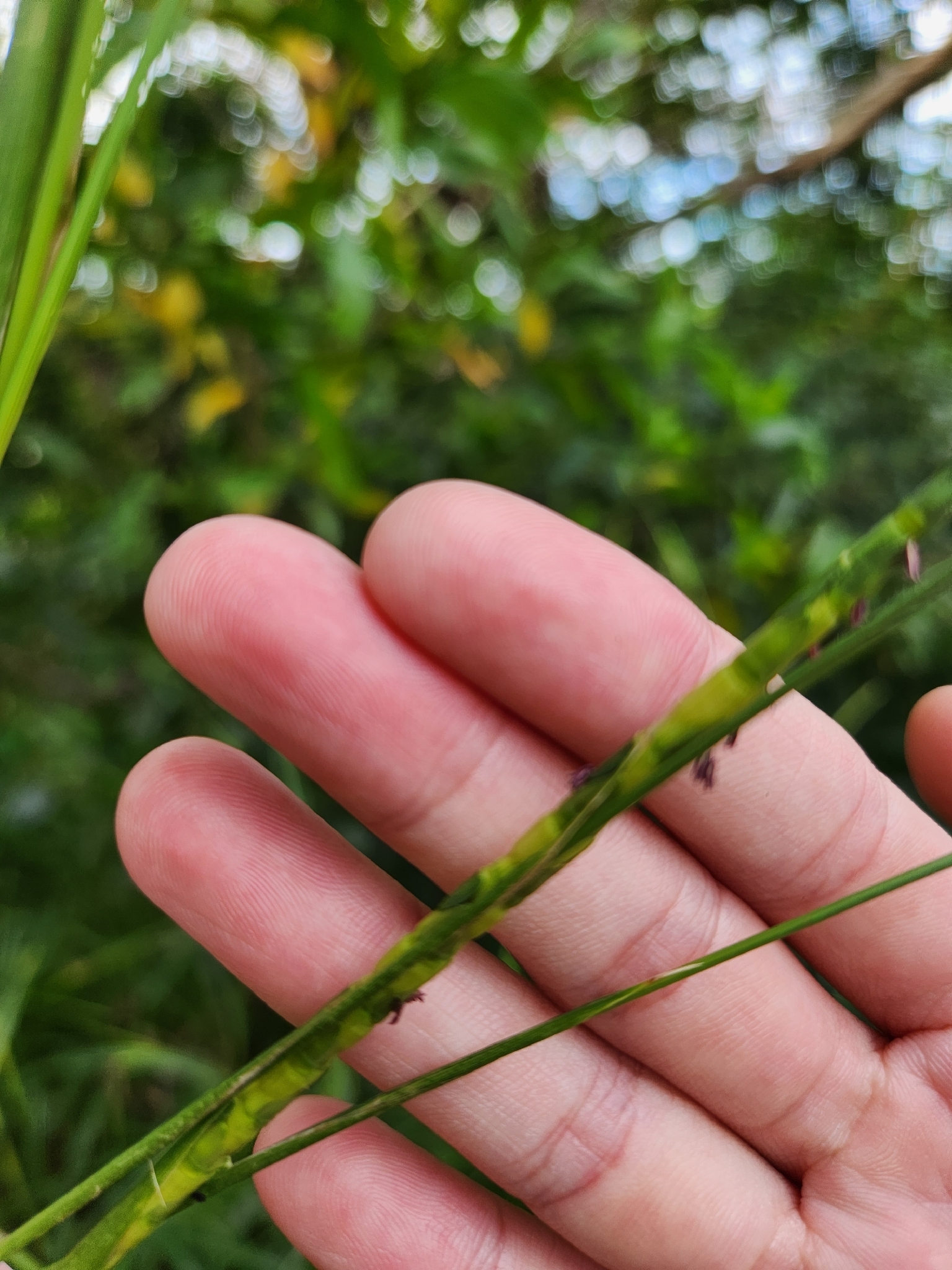 Imagem de Rottboellia cochinchinensis