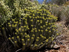 Euphorbia heptagona
