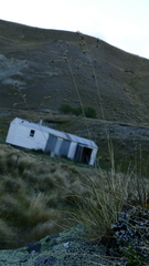 Brachyglottis haastii