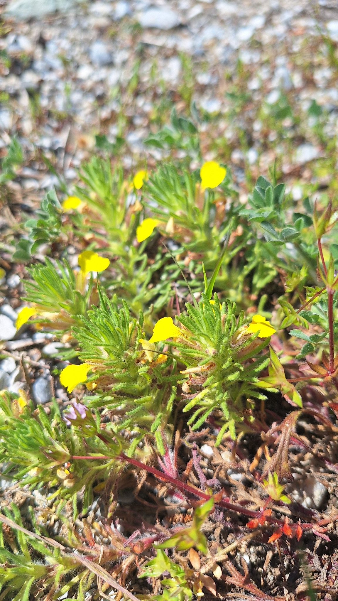 Ground-Pine (Ajuga chamaepitys)