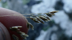 Brachyglottis haastii