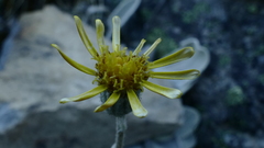 Brachyglottis haastii