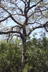 Cynanchum viminale subsp. suberosum image